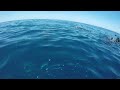 5 2 24 Swimming with Dolphins