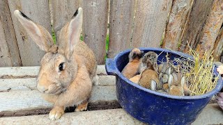 Cleaning the rabbitry! Making a nest for baby rabbits with my own hands!