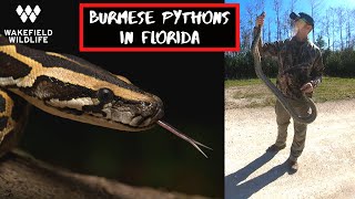 Hunting Burmese Pythons in Florida!