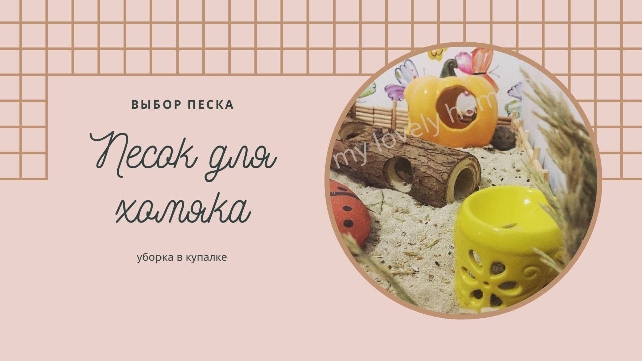 Купание хомяка, выбор песка и купалки, уборка в купалке
