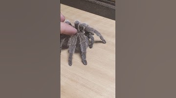 Tarantula likes scratches #animal #funny #nature