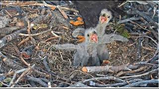 CLOWN FEET, A BONK & TINY WINGLETS! JACKIE GETS HIT BY FLYING PS! 😂 NICE FEEDINGS!  FOBBVCAM 4.17.26