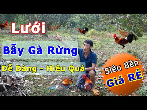 Video Bẫy Gà Rừng | Cách Bẫy Gà Đơn Giản, Hiệu Quả, Không... - youtube