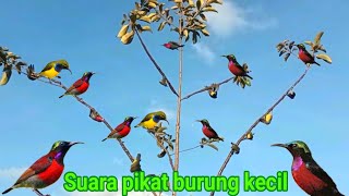 suara pikat burung kecil ribut paling ampuh screenshot 2