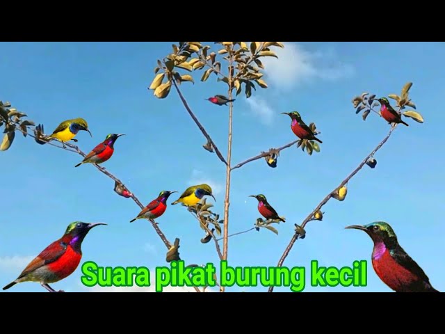 suara pikat burung kecil ribut paling ampuh class=