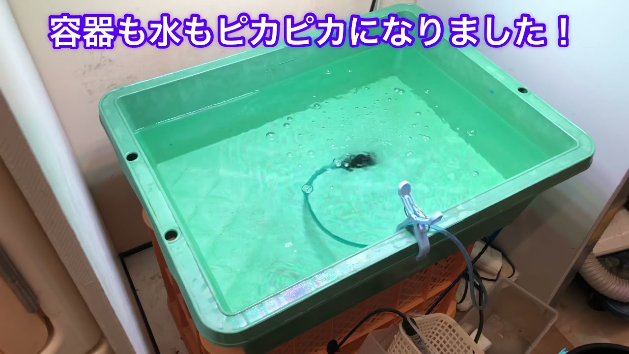 室内飼育トロ舟容器の水換えを私なりにしてみた的な動画。 - YouTube