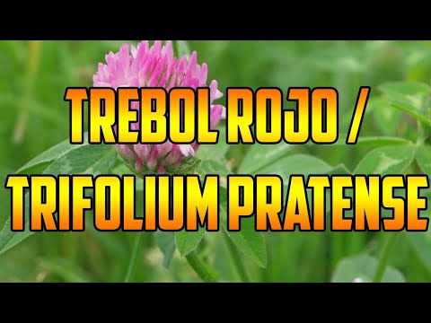 Video: Trébol rosa: propiedades medicinales y métodos de cosecha de una planta útil