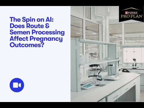 Good Dog Webinar: The Spin on AI - Does Route & Semen Processing Affect Pregnancy Outcomes?