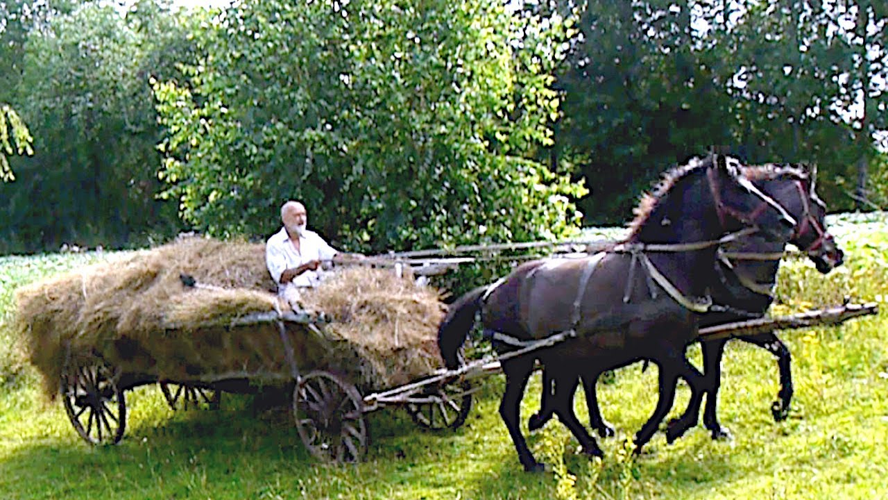 KONIE WÓZ DRABINIASTY ŻELAŹNIAK SIANO