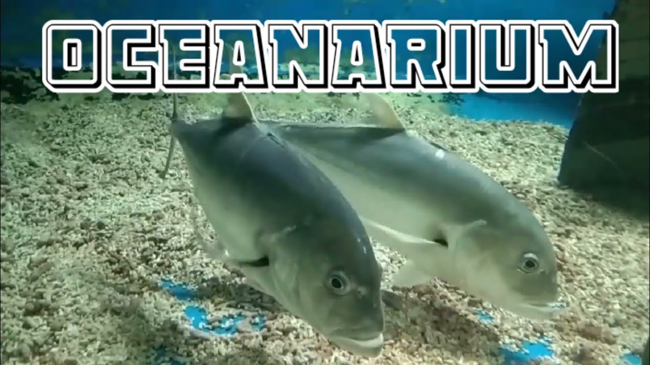 Manila Ocean Park Oceanarium