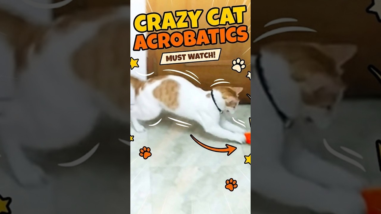 Mission Impossible Cat vs Balls! ⚽🐱 Crazy Acrobatics #shorts #cat
