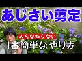 9割が驚くアジサイ剪定の仕方プロが簡単なやり方を紹介(有料級)