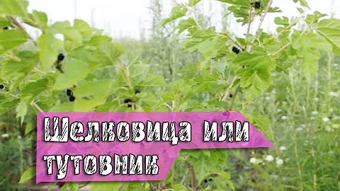 Выращивание шелковицы или тутовника