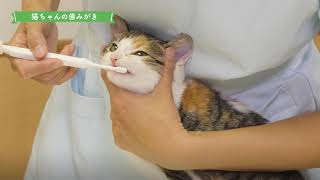 猫ちゃんのための自宅お手入れ動画：⑦「歯みがき」編/2分12秒/ライオン