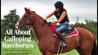 About Galloping Thoroughbreds| How I got my Job