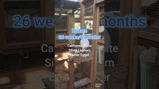 Famous 6 month update: Silver Leghorn, California White, Easter Egger Net Worth