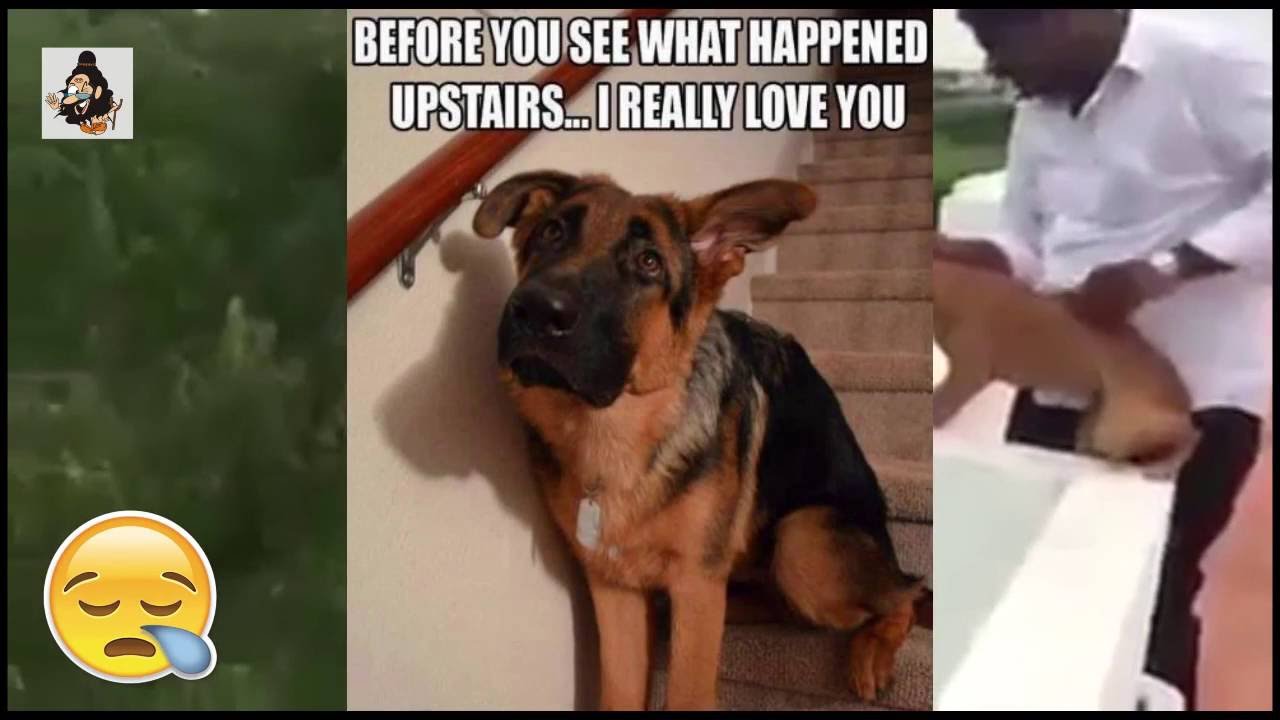 Horrifying moment a man throws a dog off a roof in India YouTube