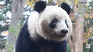 上野のパンダ「シャンシャン」、3度目の返還延期　22年6月末に