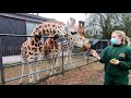 Jerusalema Challenge - Fota Wildlife Park