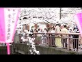Cherry blossoms reach full bloom in Tokyo