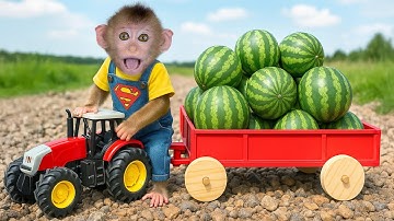 Baby Monkey Driving Tractor with Watermelons on the Farm! | Monkey Momo
