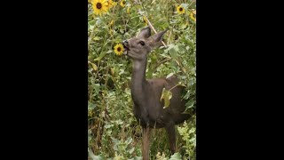 Sunflower Test Plot - Walmart Bird Seed