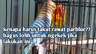 Lovebird PB/parblue sangat bagus untuk ngekek jika tau cara ini