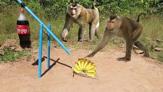Full Experiment! monkey vs Banana vs Coca Cola Update