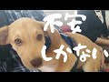 【捨犬保護】初めての動物病院へ 不安でしかない 自分もしかり
