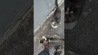 Bim dilencileri #cats #cuma #kedi #katze #gato #asmr #बिल्ली #猫 #dua #destek #keşfet #merhamet