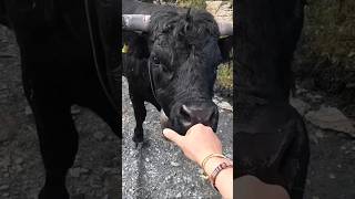 I love cows 🐄 and no, I'm not scared of them. I grew up in the countryside. People are scarier 🤷♂️