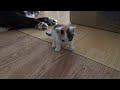 廃墟に居た保護猫ですがちょっと暴れてみました