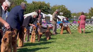 Hatboro 2. Airedale Terriers Best of Breed.