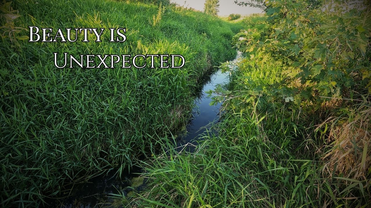 A Walk Along Forgotten Creeks | Creek Exploration + Quiet Walk