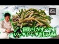 【チンジャオロース】中華きほんのき／シャキシャキ！プロが教える炒めの技