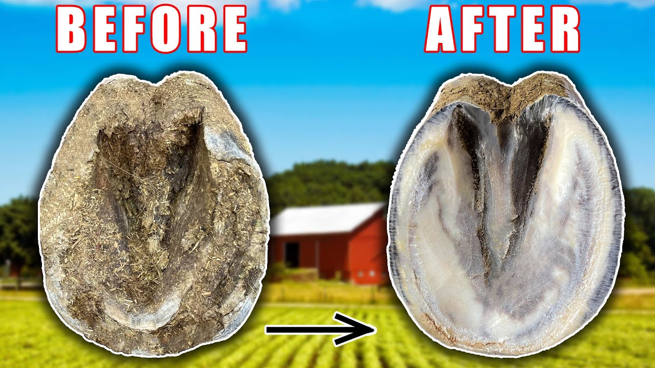 Hoof Restoration Farrier ( The Importance of Proper Care ) Satisfying