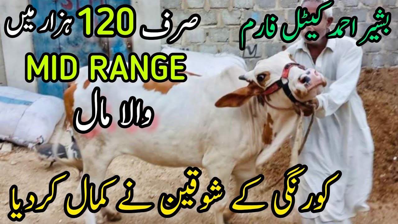 120K Me Mid Range Wala Maal At Basherr Ahmed Cattle Farm Cow Mandi 120K Me Mid Range Wala Maal At Basherr Ahmed Cattle Farm Cow Mandi