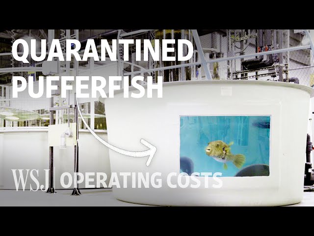 The Logistics Behind a $12.5 Million Aquarium Exhibit | WSJ Operating Costs