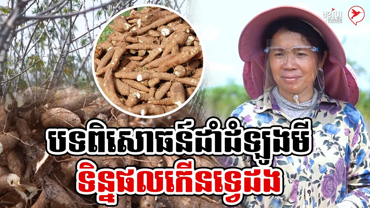 បទពិសោធន៍ដាំដំឡូងមីទិន្នផលកើនទ្វេដង | កម្មវិធី មុខរបរស្រុកយើង