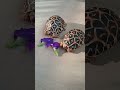 Turtle Baby