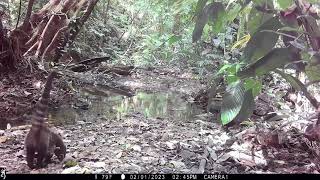 Pack of Coatis, Nasua narica, captured on a camera trap in Drake Bay, Costa Rica - February 1, 2023