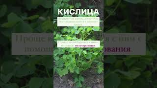 Ползущий сорняк кислица, как бороться #сад #дача #огород