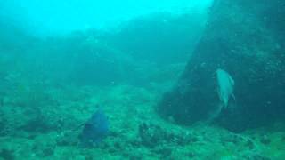 Buceos en el Farallón de Isla Grande