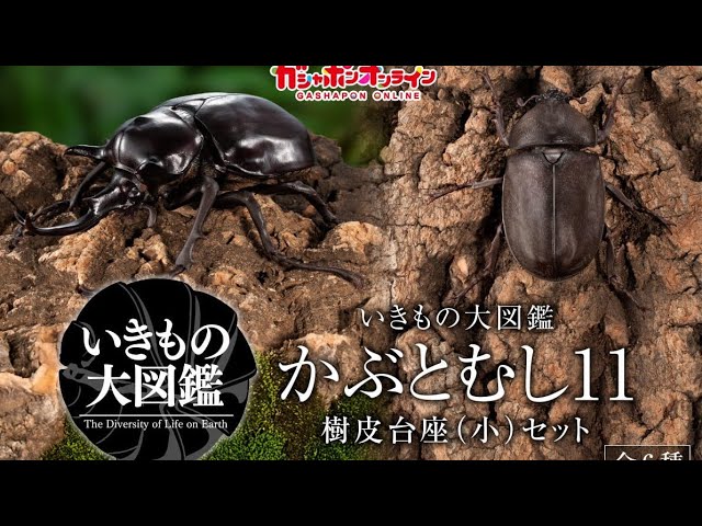 Ikimono Encyclopedia Beetle 11 Tree Bark Pedestal (Small) Set