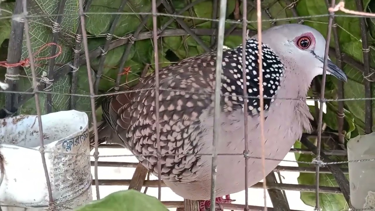 ঘুঘু পাখি ডাক 