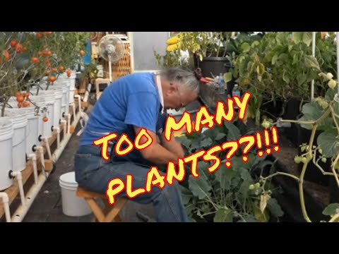 Video: Kohlrabi Plant Spacing: tips voor het uit elkaar plaatsen van koolrabi-planten in de tuin