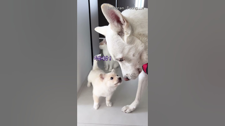 진돗개 기선제압 하는 새끼 강아지 ㅋㅋㅋ