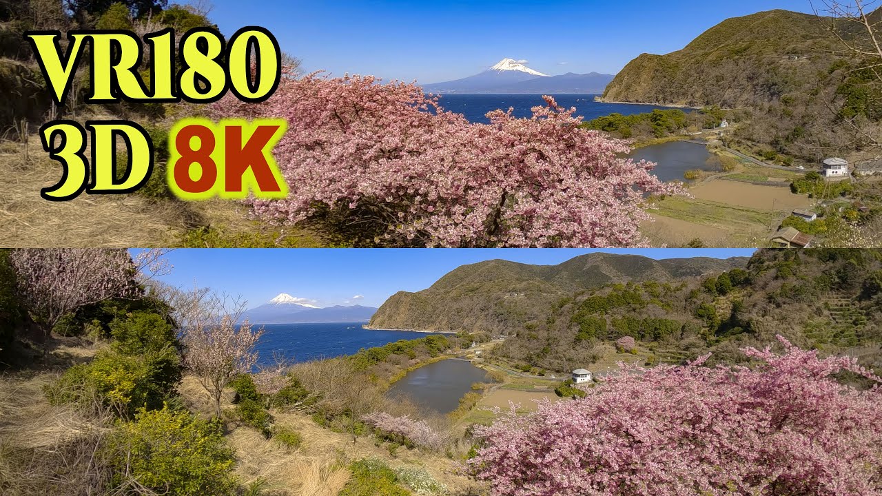 田河 勇造　風景 奥日光　匀河 8K 3D VR180 ] 西伊豆・井田から望む海越しの富士山と河津桜の絶景