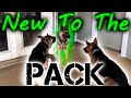 Introducing a new dog to your pack