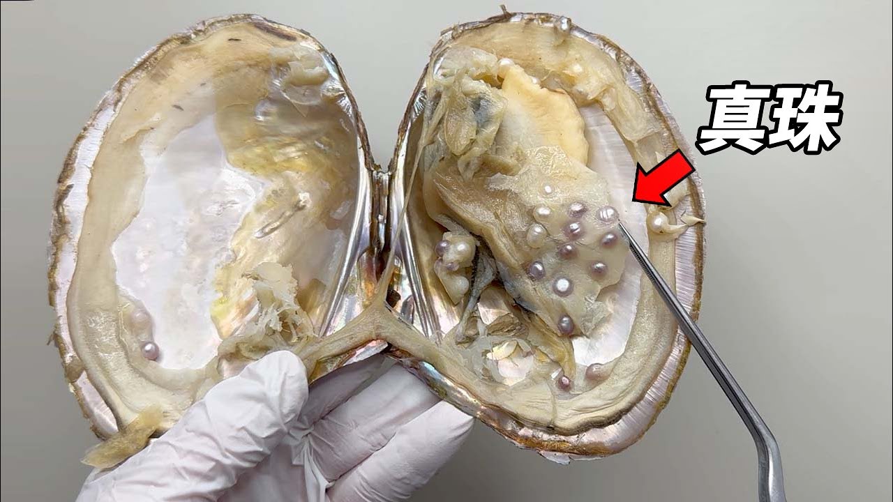 【実況】数十個もの真珠が入っていた真珠貝を解剖！